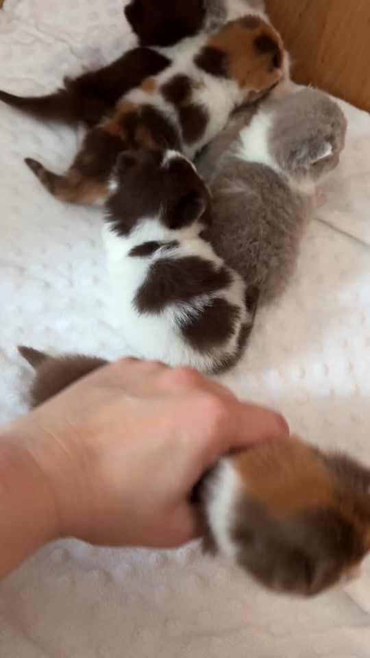 TikTok video thumbnail by slodkiekotki.pl