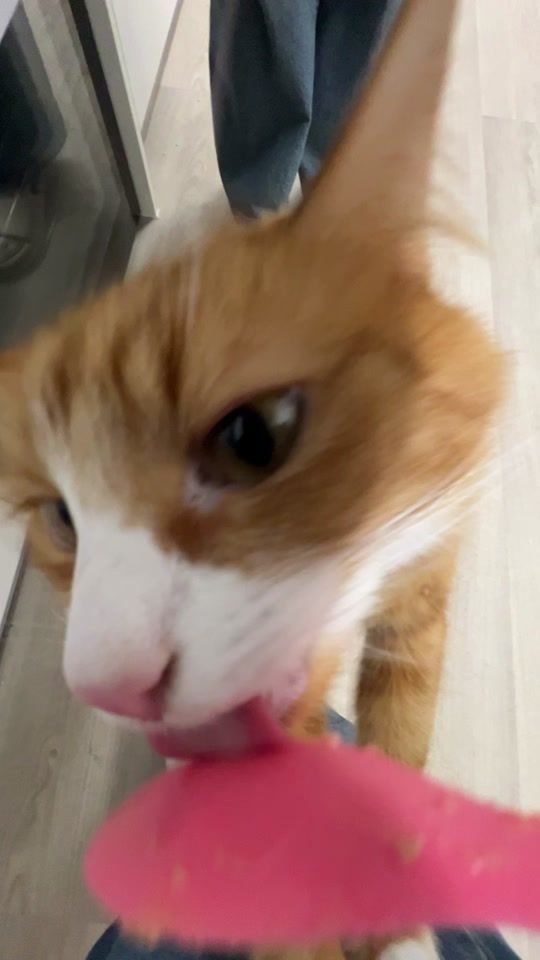 TikTok video thumbnail by neemocat