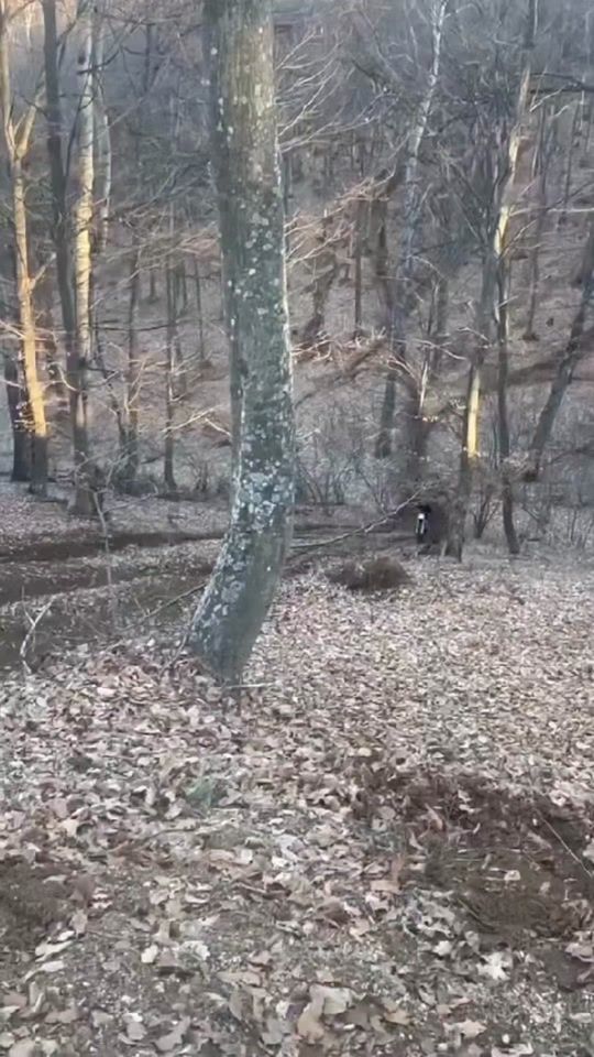TikTok video thumbnail by h_milkov784