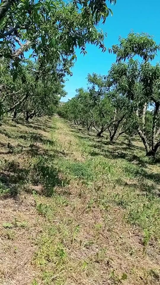 TikTok video thumbnail by the.denc.music