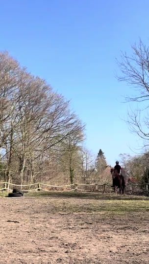 TikTok video thumbnail by zelinas._hesteverden