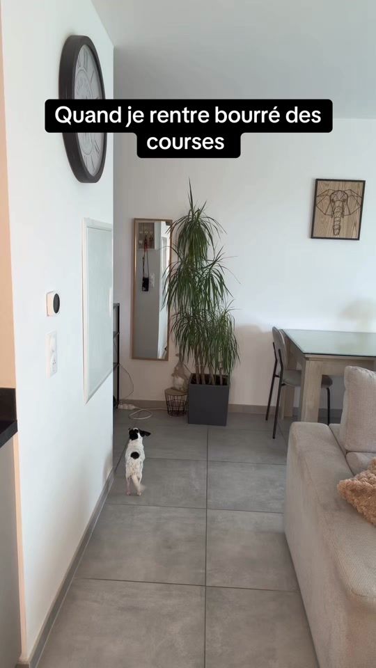 TikTok video thumbnail by douglefrise