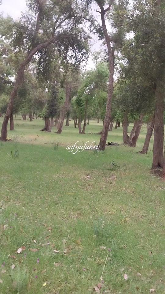 TikTok video thumbnail by sofyafakir
