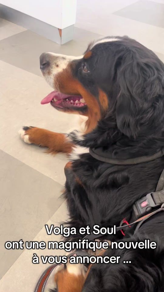 TikTok video thumbnail by lespattesdoust
