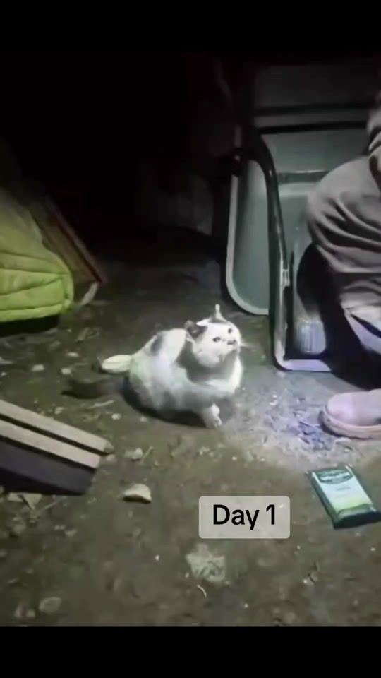 TikTok video thumbnail by galwayspca