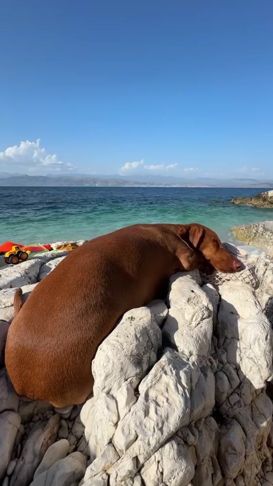 TikTok video thumbnail by biscuit.superdog