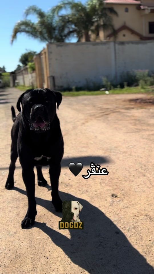 TikTok video thumbnail by dogdz1616