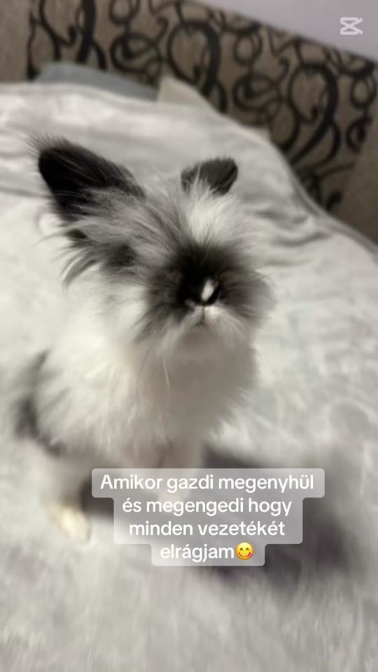 TikTok video thumbnail by _zoltankiss