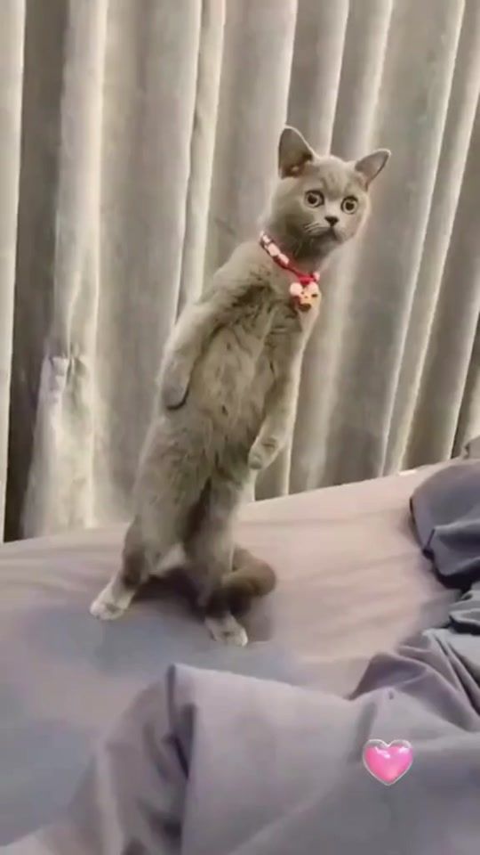 TikTok video thumbnail by user31198163181321