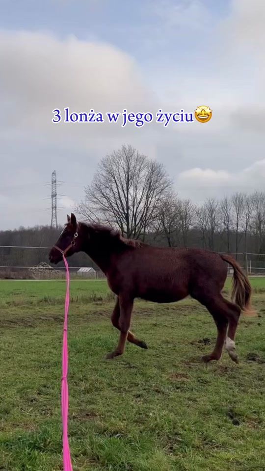 TikTok video thumbnail by stallionka