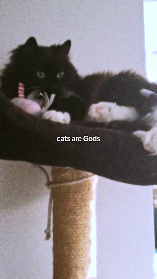 TikTok video thumbnail by _meowzer5