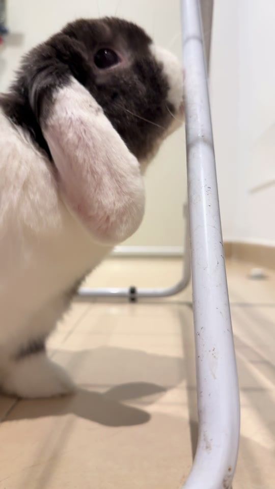 TikTok video thumbnail by elchocorabbit