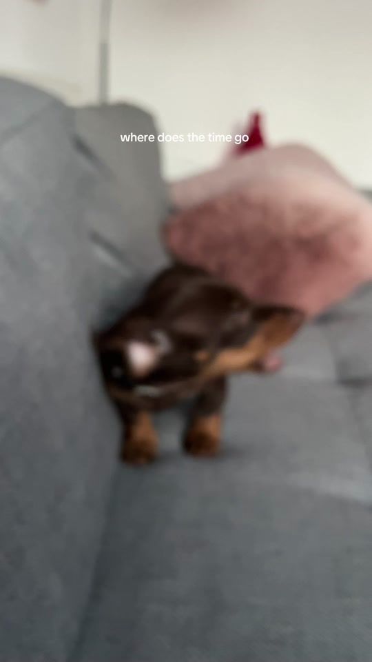 TikTok video thumbnail by rachlily