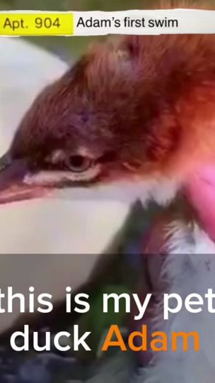 TikTok video thumbnail by hi_ok_bye__