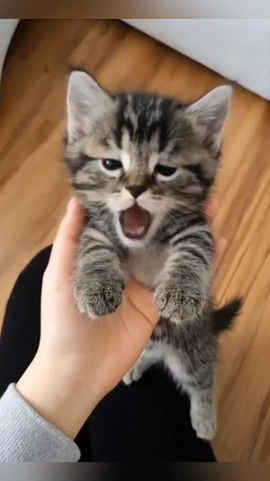 TikTok video thumbnail by latte.cat8