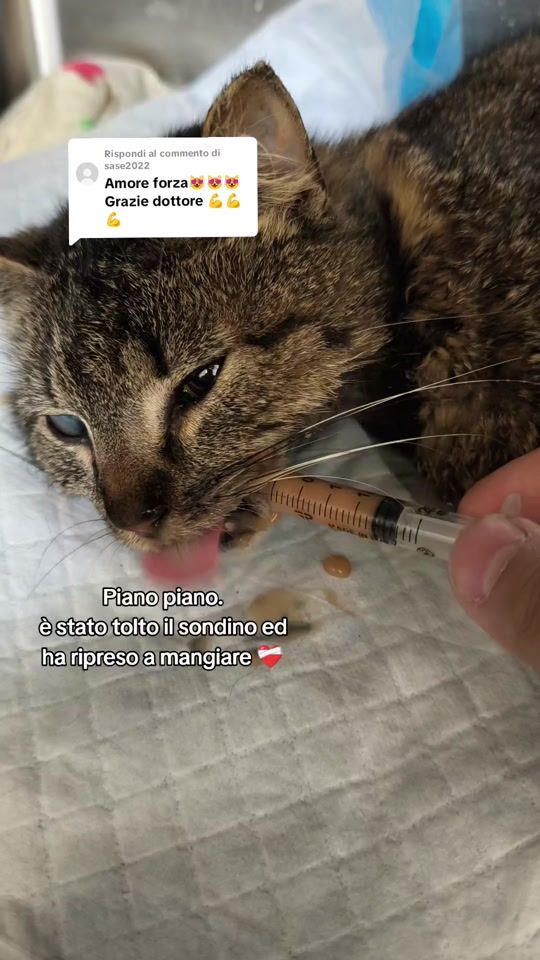 TikTok video thumbnail by federicovet