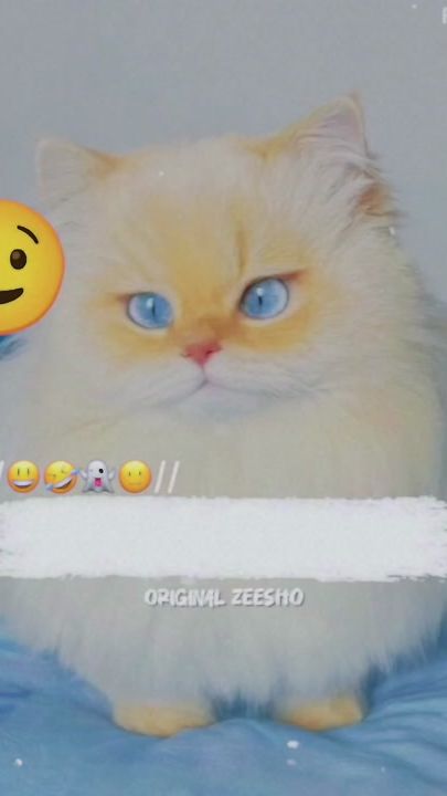 TikTok video thumbnail by original_zeesho