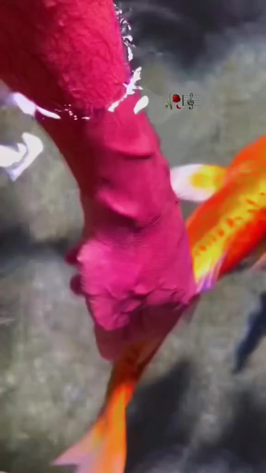 TikTok video thumbnail by ..a.nchor