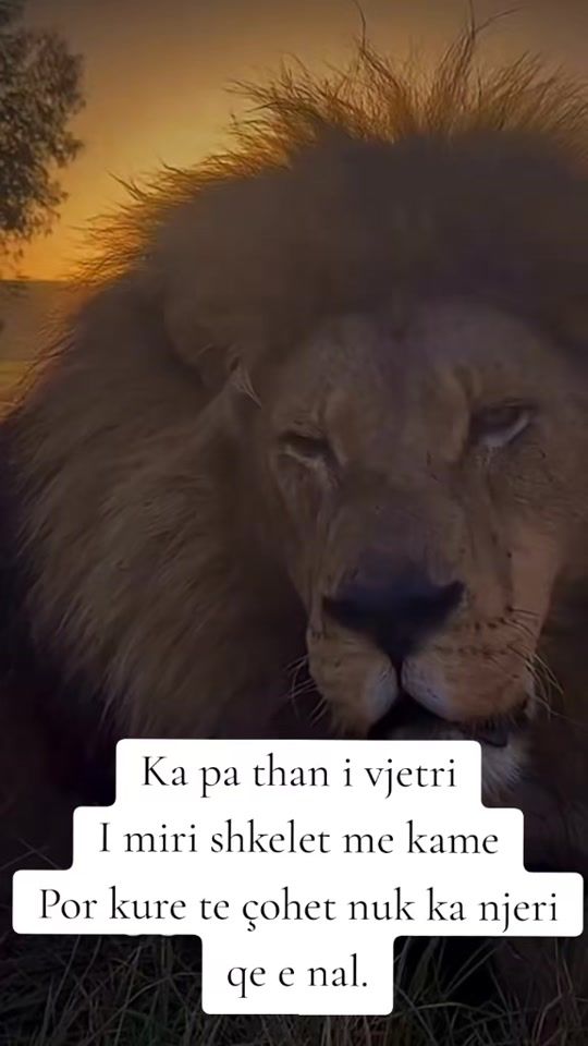 TikTok video thumbnail by tigresha338