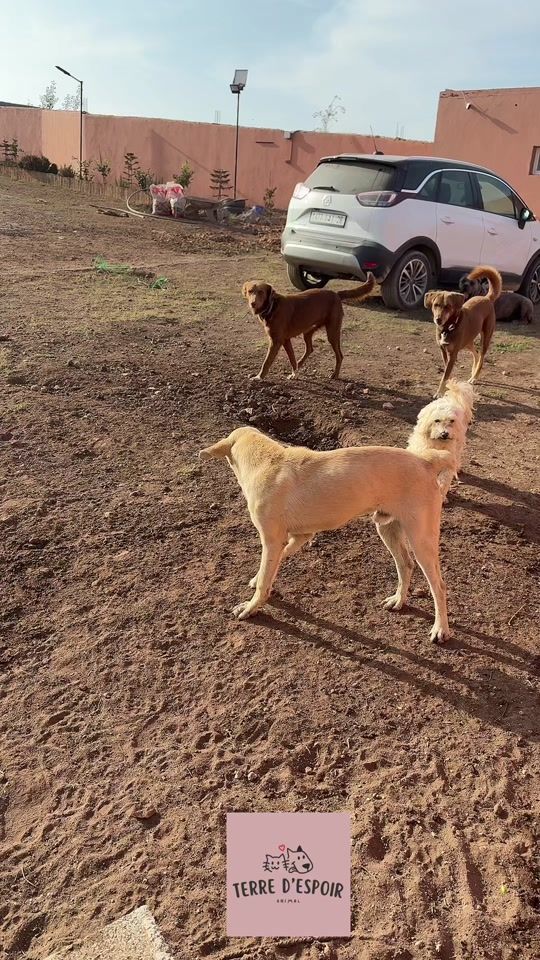 TikTok video thumbnail by terredespoiranimal