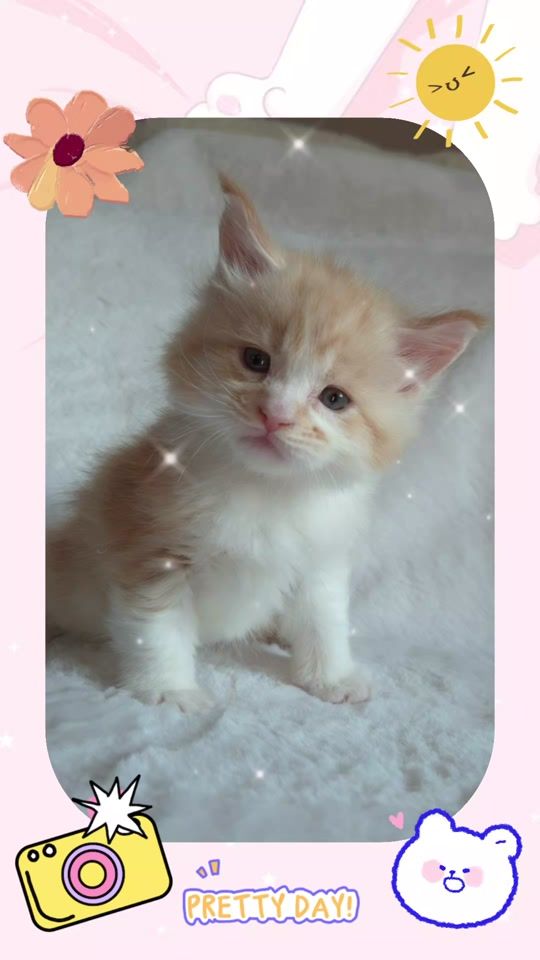 TikTok video thumbnail by bigmainsmainecoon