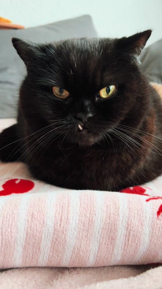 TikTok video thumbnail by mamskiofcats