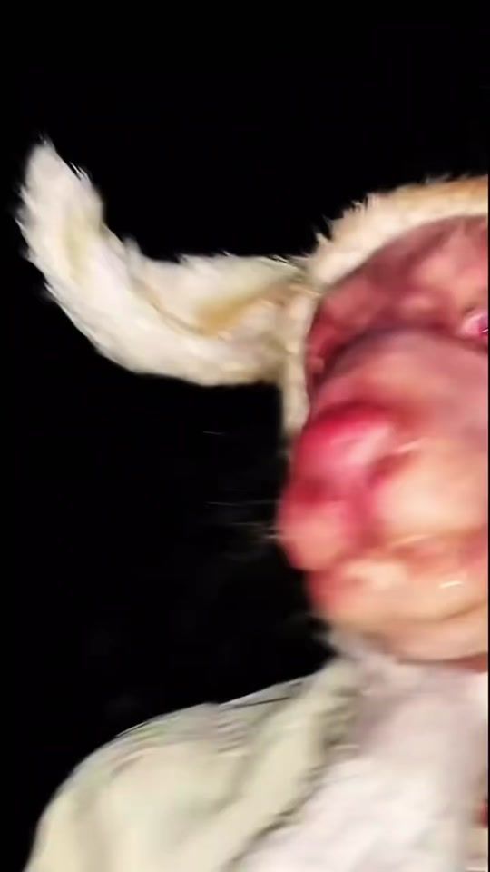 TikTok video thumbnail by ediyoiacc2