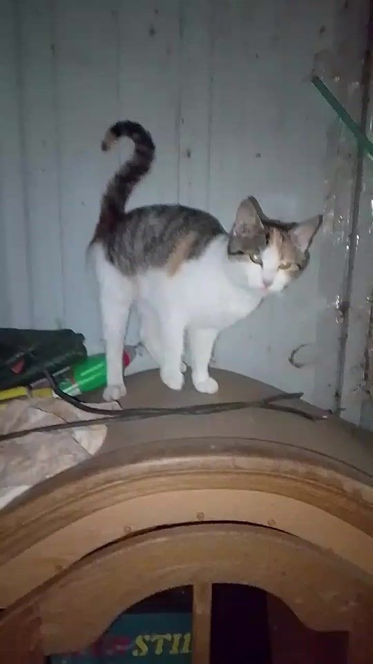 TikTok video thumbnail by marian.matei019