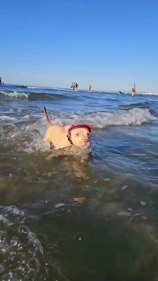 TikTok video thumbnail by ddp_sportdogs
