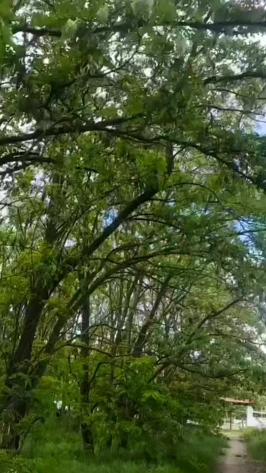 TikTok video thumbnail by cocolino2212