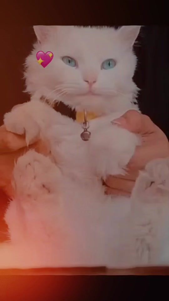 TikTok video thumbnail by catsvideo26