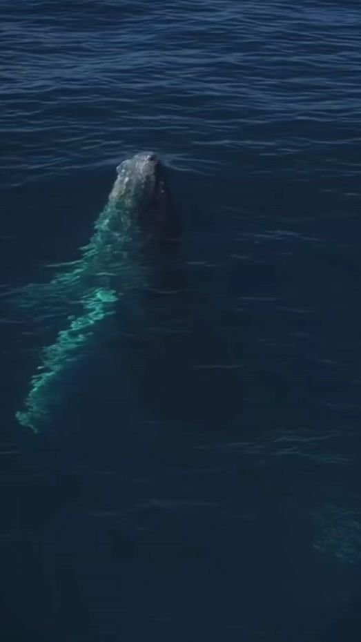 TikTok video thumbnail by wildanimaal