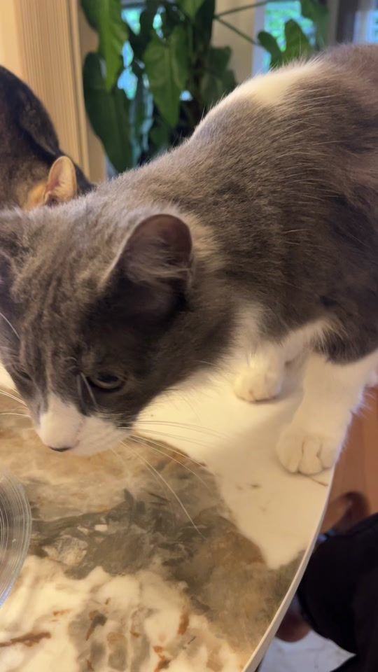 TikTok video thumbnail by karim.abdelouahab