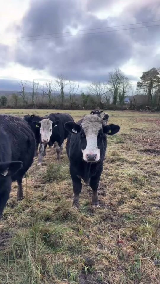 TikTok video thumbnail by jarlathsutton