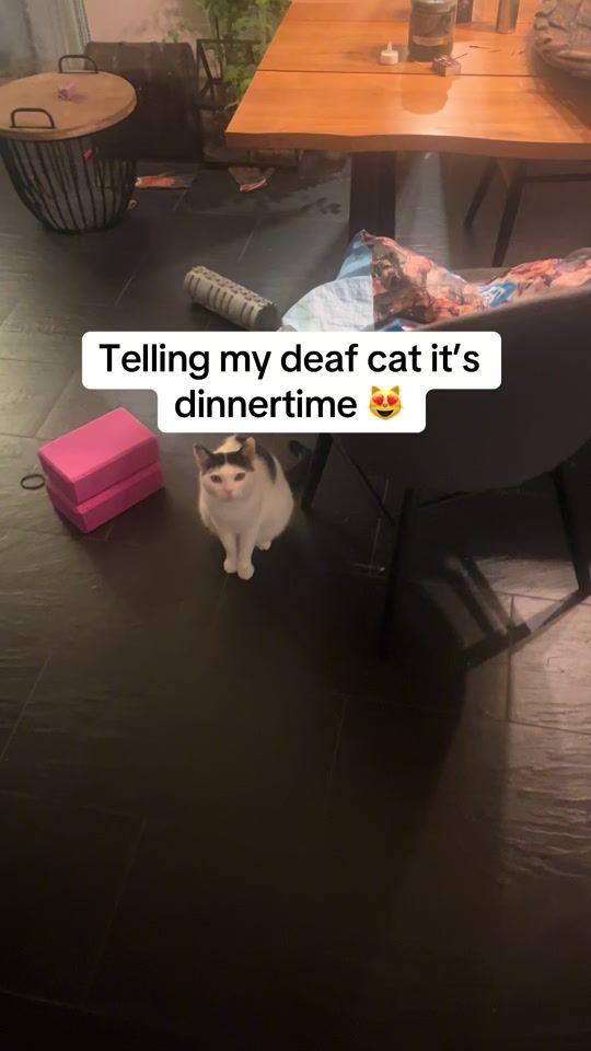 TikTok video thumbnail by deafboys