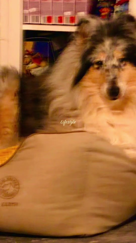 TikTok video thumbnail by destiny_pet_cz