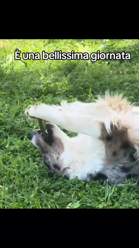 TikTok video thumbnail by lilly.chloe2023