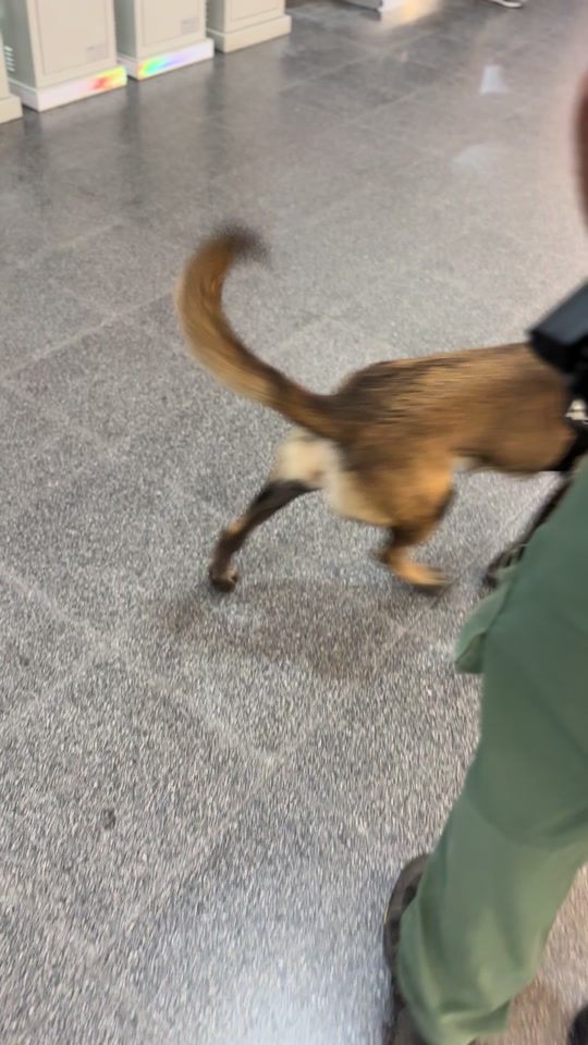 TikTok video thumbnail by pasionk9