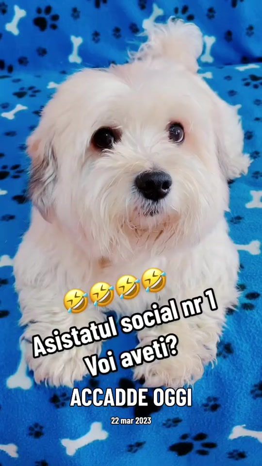 TikTok video thumbnail by max_bichon_havanez