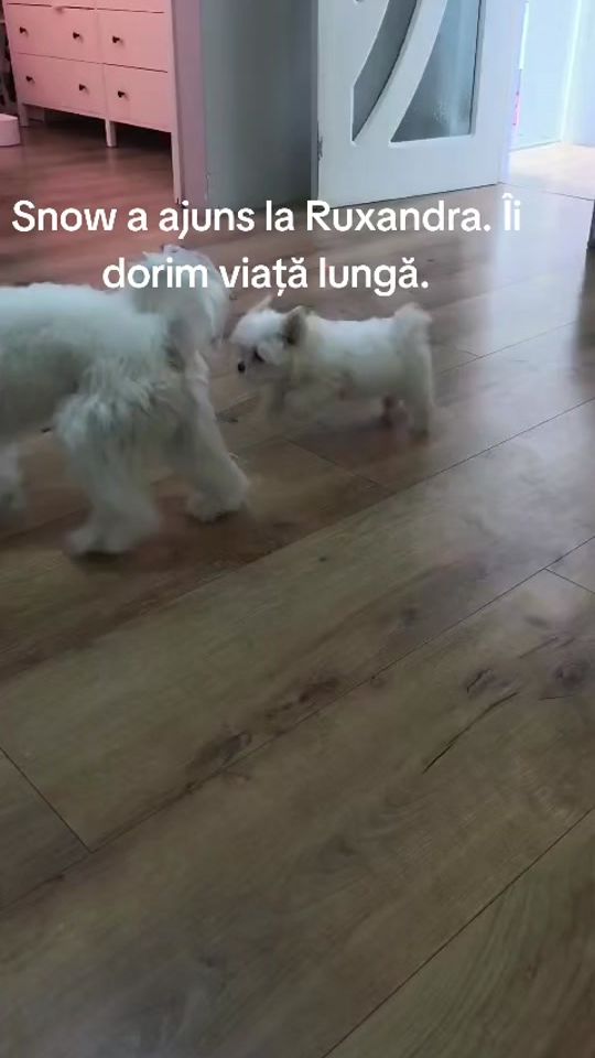 TikTok video thumbnail by coconutudor0