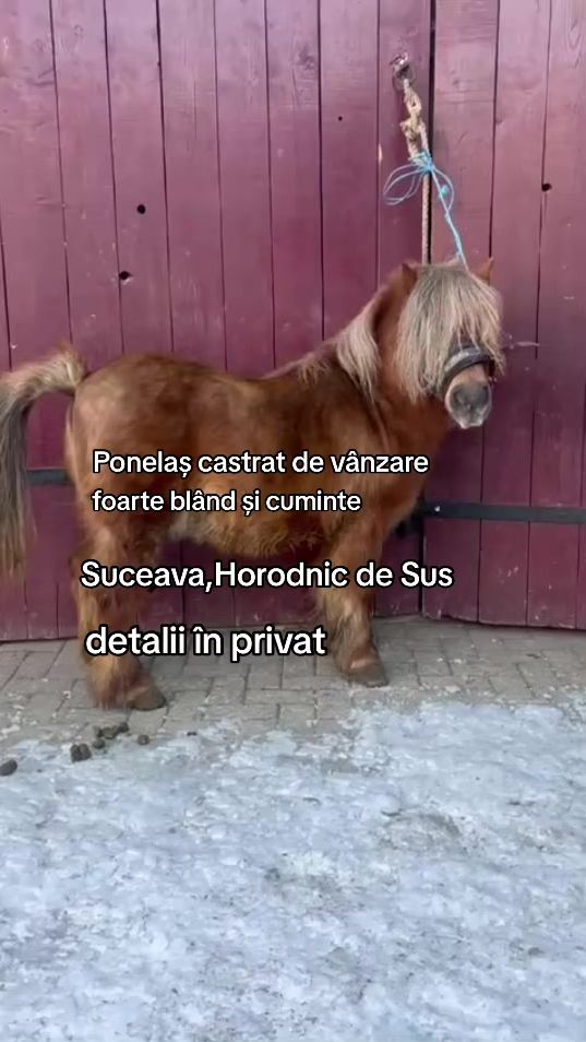 TikTok video thumbnail by lucian_popescu_7