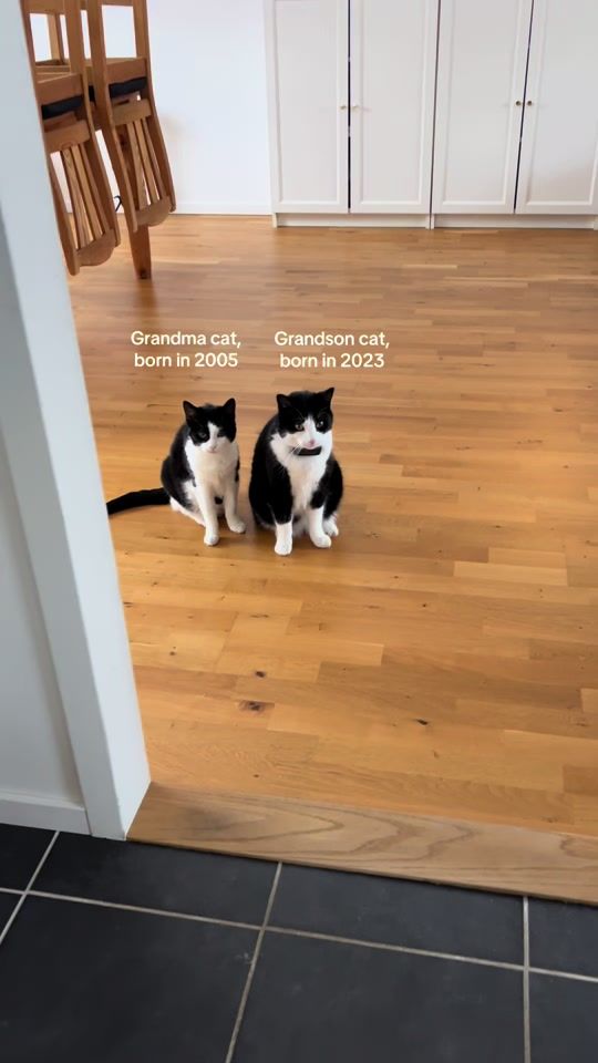 TikTok video thumbnail by catbosse3