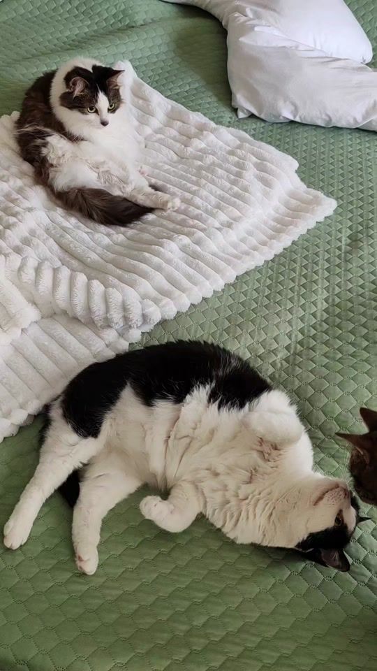 TikTok video thumbnail by kentsukoo