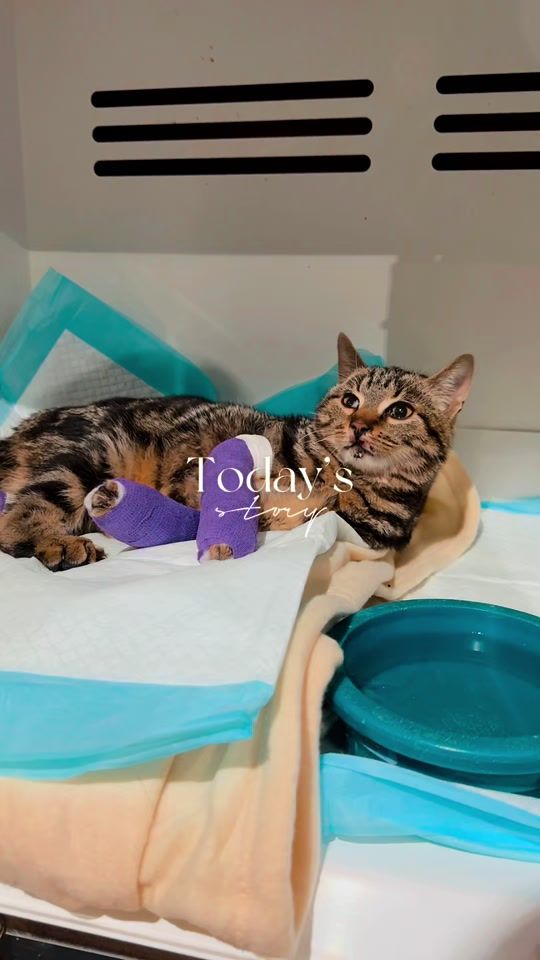 TikTok video thumbnail by cibouetcompagnie