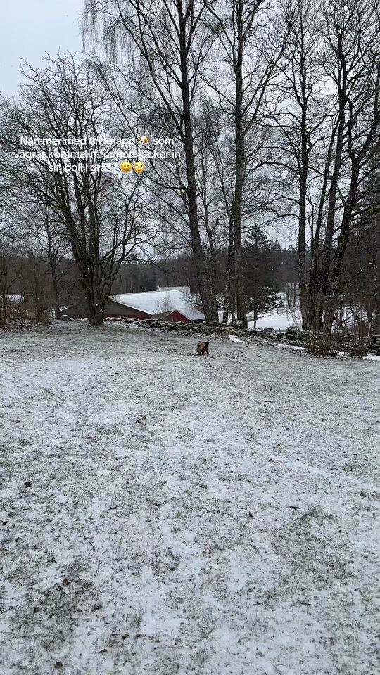 TikTok video thumbnail by liisaa1234