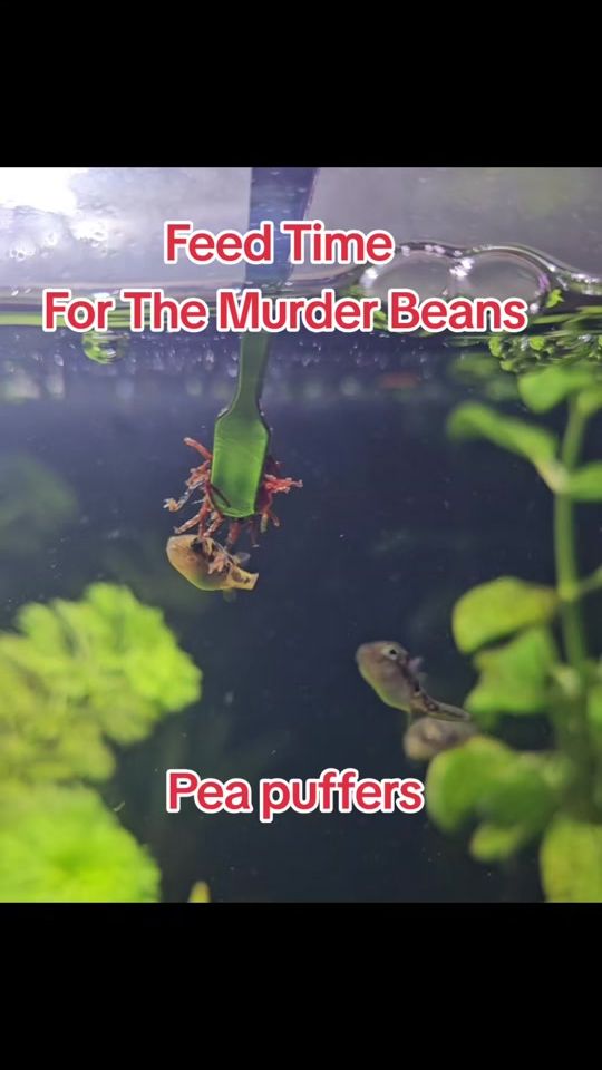 TikTok video thumbnail by teamblue5141
