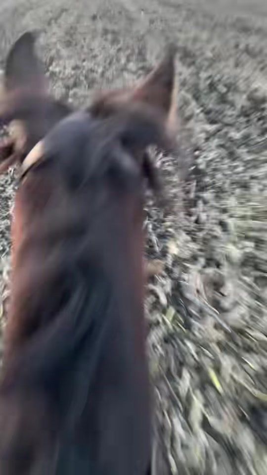 TikTok video thumbnail by _dorina_hrvth