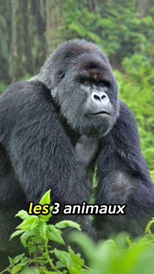 TikTok video thumbnail by sylfoot