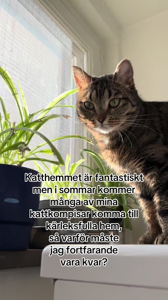TikTok video thumbnail by orebro_katthem
