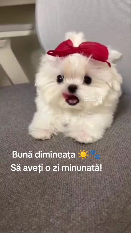 TikTok video thumbnail by gabrielli_100